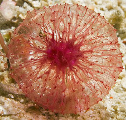 Puffball Sponge (Oceanapia sagittaria), a small sponge th... by Jim Chambers 
